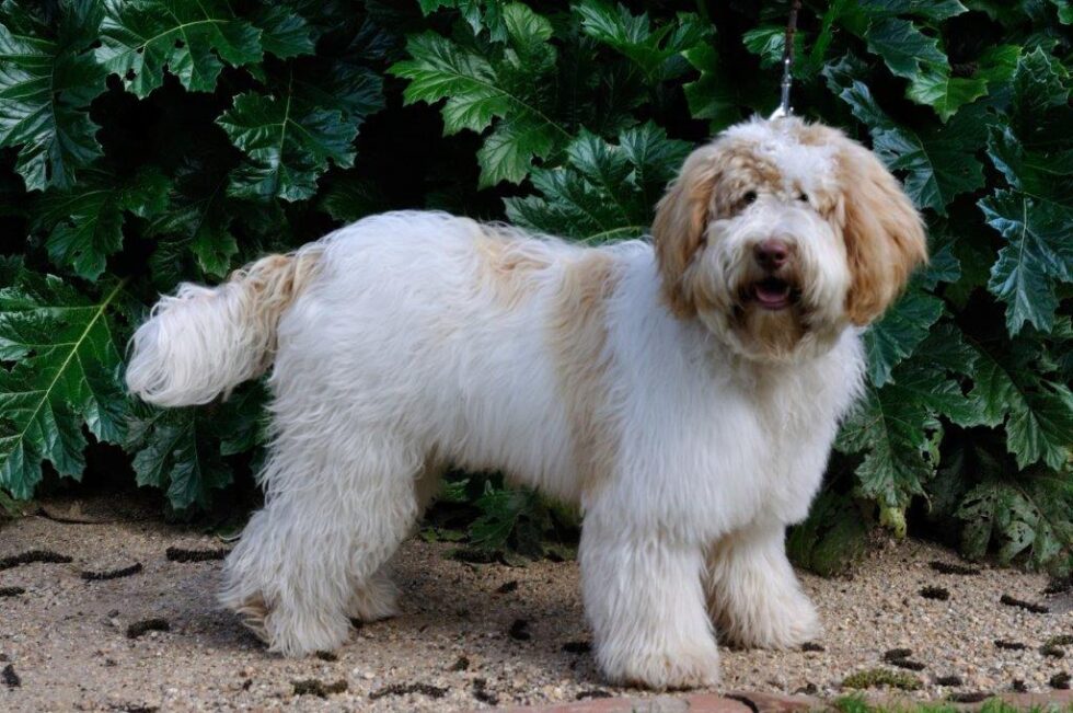 Kirkton Peggy Lee & Clairevale Leonardo's litter expected 18072023