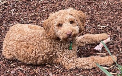 Teddy has his Forever Home  2025